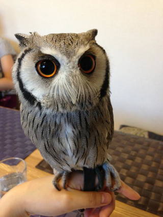 Illustration for article titled Who Thinks Japan's Owl Cafes Are a Hoot?